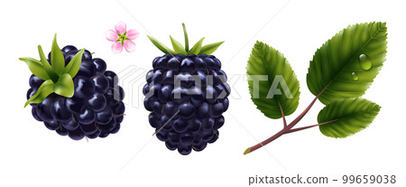 Blackberry Realistic Set 99659038