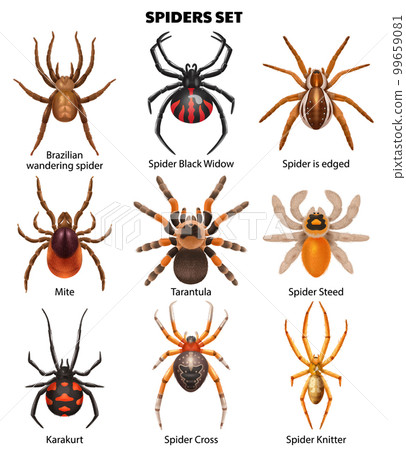 Realistic Spiders Species Set Realistic Spiders Species Set 99659081