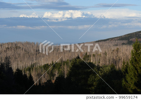 Aerial view of the dense dead trees eaten by the bark beetles in the Harz mountains 99659174