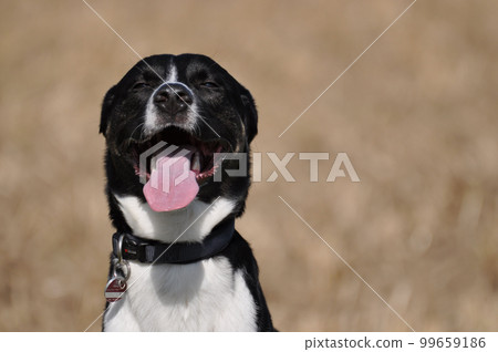 Mixed-breed dog with black and white fur smiles at the camera Mixed-breed dog with black and white fur smiles at the camera 99659186