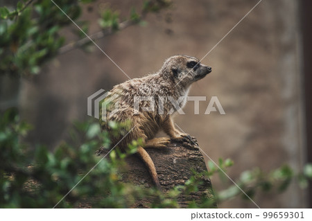 Meerkat sitting on a tree trunk in a zoo in germany 99659301