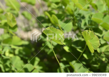 Four leaf pepperwort 99659349