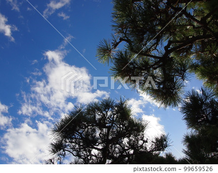 sunny sky and pine trees sunny sky and pine trees 99659526