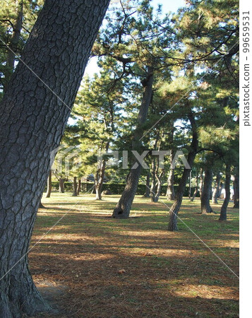 A pine forest 99659531