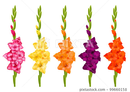 Gladiolus Realistic Set Gladiolus Realistic Set 99660158