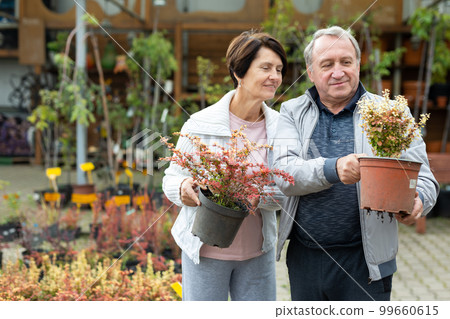 Aged man and woman customers buying young plant of berberis in plant shop 99660615