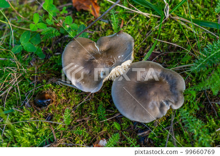 A group of chanterelles in a autumn forest. Mushroom picking season.  99660769