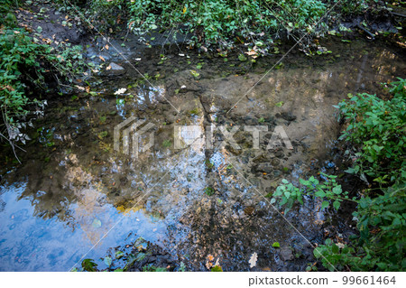 Clear water in a forest stream 99661464