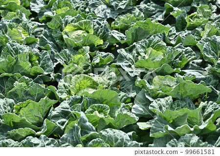 Agriculture image (cabbage patch) 99661581