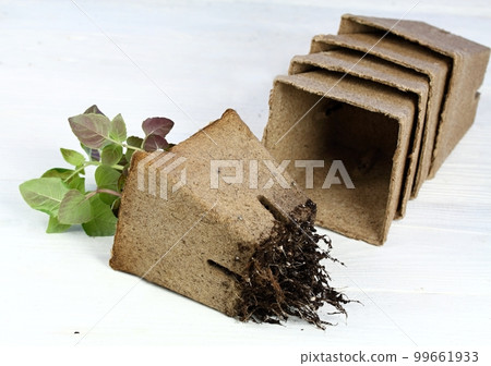 Potted seedling growing in biodegradable peat moss Potted seedling growing in biodegradable peat moss 99661933