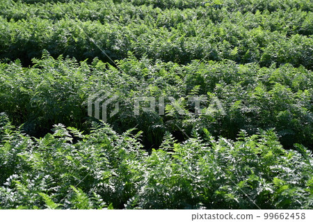 Carrot field 99662458