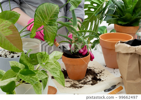 Woman gardeners transplanting plant in clay pot on white table. Concept of home garden. Taking care of home plants Woman gardeners transplanting plant in clay pot on white table. Concept of home garden. Taking care of home plants 99662497