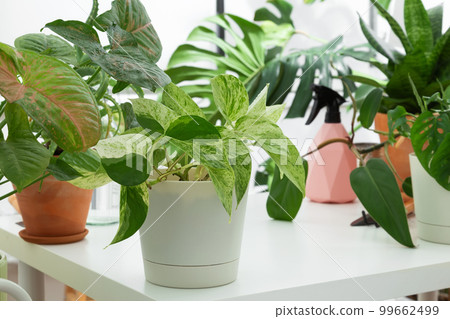 Concept of home garden. Taking care of home plants Concept of home garden. Taking care of home plants 99662499
