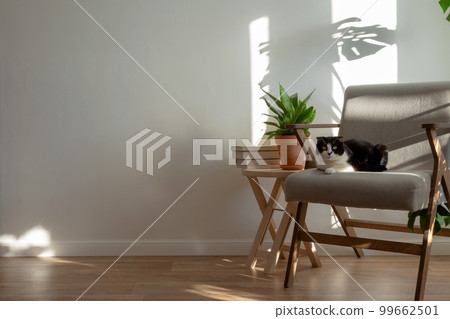 Scottish cat on gray chair in interior of living room. Homemade plans sansevieria, monstera, wooden decor. Light minimalistic scandinavian interior. Copy space Scottish cat on gray chair in interior of living room. Homemade plans sansevieria, monstera, wooden decor. Light minimalistic scandinavian interior. Copy space 99662501