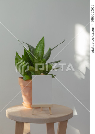Home plant sansevieria in terracotta clay pot on wooden chair and white sign for text, on background white wall. Minimalism in interior Home plant sansevieria in terracotta clay pot on wooden chair and white sign for text, on background white wall. Minimalism in interior 99662503