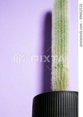 Green tall cactus in black pot on purple background. Minimal creative stillife. Copy space Green tall cactus in black pot on purple background. Minimal creative stillife. Copy space 99662518