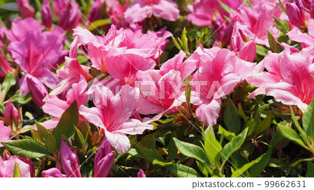 Azalea flower (azalea) 99662631