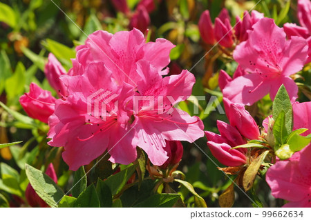 Azalea flower (azalea) Azalea flower (azalea) 99662634