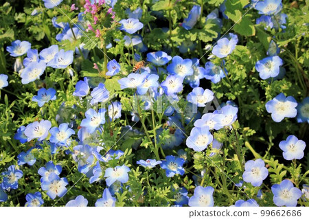A bee looking for nectar in a nemophila field 99662686