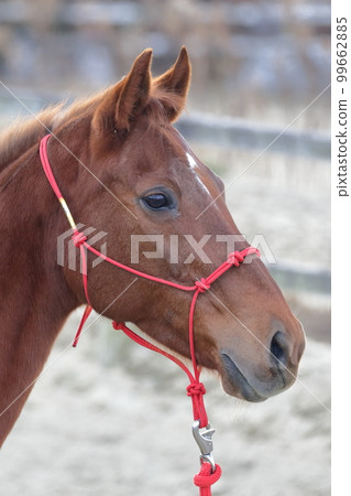Horse face up Horse face up 99662885