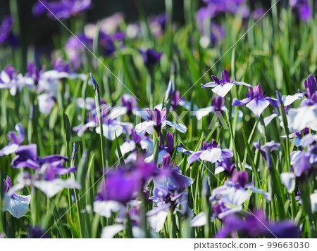日本鳶尾 99663030