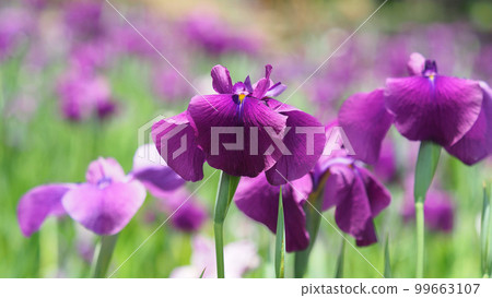 Japanese iris Japanese iris 99663107