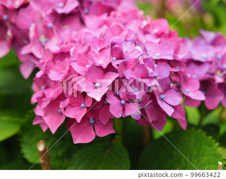 繡球花 99663422