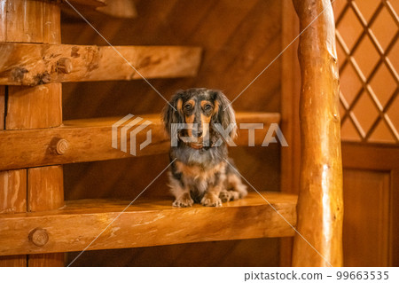 A silver dapple dachshund relaxes in a log cabin lodge A silver dapple dachshund relaxes in a log cabin lodge 99663535