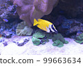 fox fish swims among the corals 99663634