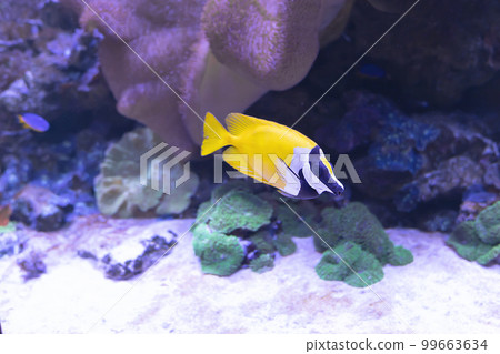 fox fish swims among the corals fox fish swims among the corals 99663634