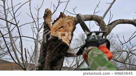 a man sawing off a tree broken due to old age or strong wind with a chainsaw, cutting down a broken trunk of an old rotten tree using a petrol saw by a person in a camouflage jacket a man sawing off a tree broken due to old age or strong wind with a chainsaw, cutting down a broken trunk of an old rotten tree using a petrol saw by a person in a camouflage jacket 99663645