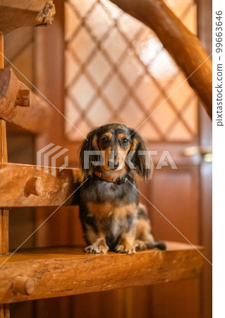 A silver dapple dachshund relaxes in a log cabin lodge A silver dapple dachshund relaxes in a log cabin lodge 99663646