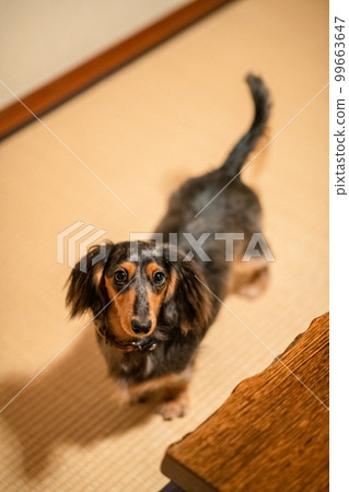 一隻銀色斑紋臘腸犬在小木屋小屋裡放鬆 一隻銀色斑紋臘腸犬在小木屋小屋裡放鬆 99663647