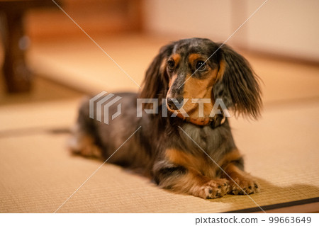 A silver dapple dachshund relaxes in a log cabin lodge A silver dapple dachshund relaxes in a log cabin lodge 99663649