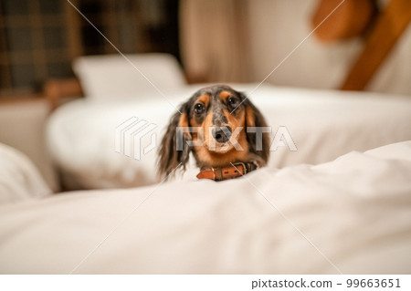 一隻銀色斑紋臘腸犬在小木屋小屋裡放鬆 一隻銀色斑紋臘腸犬在小木屋小屋裡放鬆 99663651