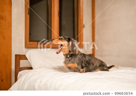 A silver dapple dachshund relaxes in a log cabin lodge A silver dapple dachshund relaxes in a log cabin lodge 99663654