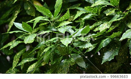 Aoki (Aucuba japonica) 99663683