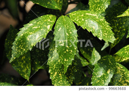 Aoki (Aucuba japonica) 99663688