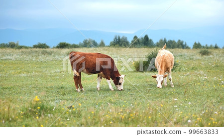 Red cows graze in a pasture with the mountains as a backdrop. Red cows graze in a pasture with the mountains as a backdrop. 99663833