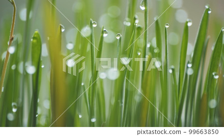 Young sprouts of grass with dew. Close-up view. Young sprouts of grass with dew. Close-up view. 99663850