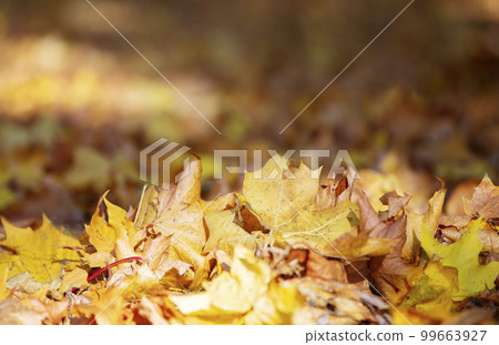 Autumn background from yellow leaves. Autumn background from yellow leaves. 99663927