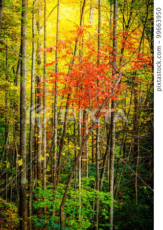 Fall in a forest 99663950