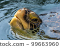 Sea turtle 99663960