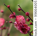 Kobai 99664005