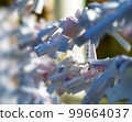 Omikuji 99664037