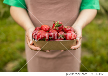 Farmer woman harvesting ripe strawberries in the field. Strawberry field. 99664479
