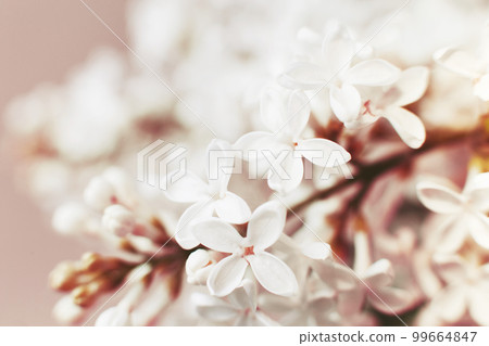 white lilac flower branch on pink background with copy space white lilac flower branch on pink background with copy space 99664847