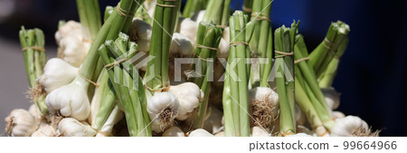 Heads of garlic with green stalks on market closeup 99664966