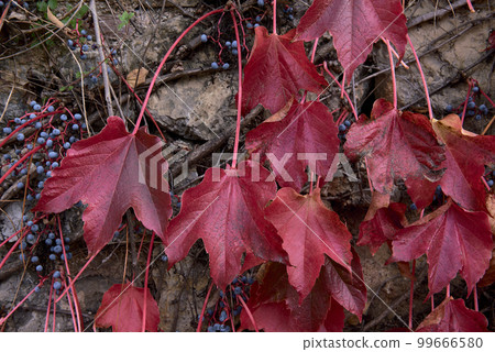 Detail of green and red ivy leaves. 99666580