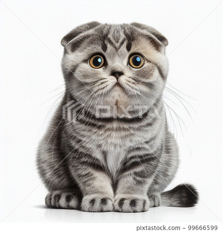 Cute cat breed british fold isolated on white close-up, lovely pet kitten Cute cat breed british fold isolated on white close-up, lovely pet kitten 99666599